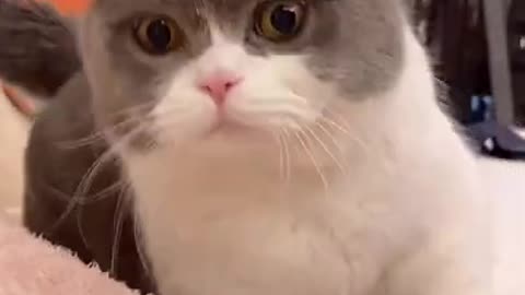Cute Cats and Funny Animals Compilation