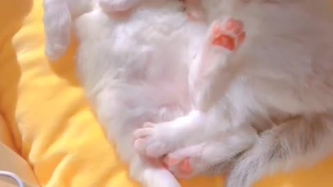 New Born Cats