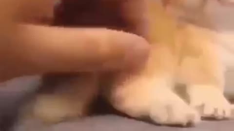 Cute and Funny Cat Videos