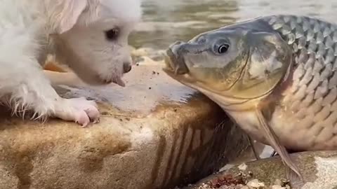 Nice Fish and cat