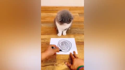 OMG So Cute FUNNY AND CUTE CAT VIDEOS TO START YOUR NEW YEAR