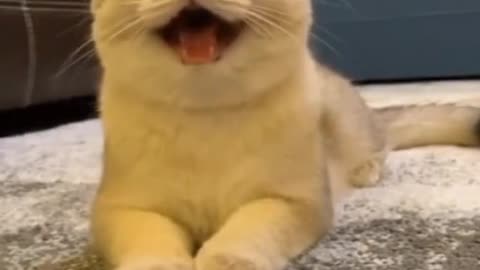 "When I Asked My Cat to Smile Like a Dog - Hilarious Reaction!"?