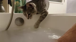 Crazy swimming cat