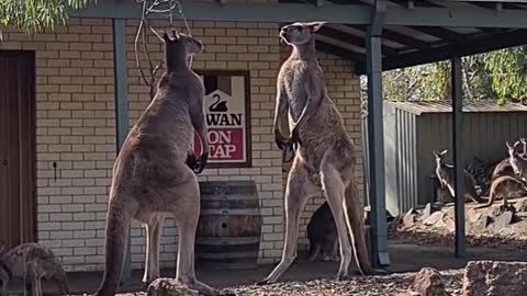 Kangaroo Stand off Outside Aussie Pub