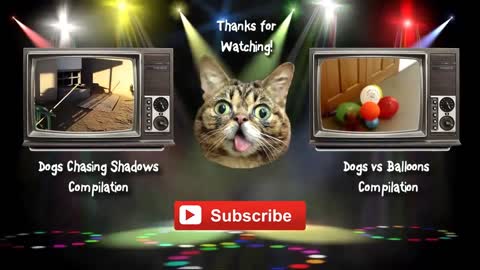 Funny Cats vs Balloons Compilation 2021 hd