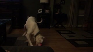 Dog chases laser around