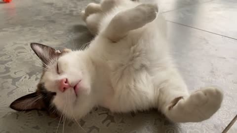 Funny Cat Sleeping in Weird Position