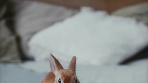This little rabbit is simply the cutest ever