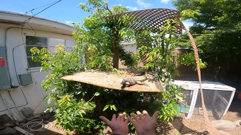 Little Stunt Lizard Leaping into Mans Hands