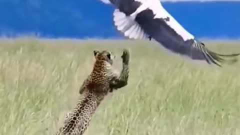 The tiger is angry. The flying animal came to bite and looked at the end and knew