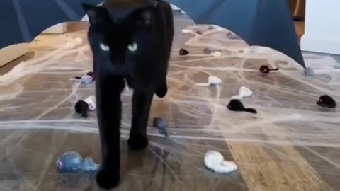 Black cat shows a ramp walk