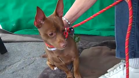 A4839345 Benny | Dachshund Miniature Pinscher Mix