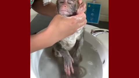 Cute Monkey on bathtub watch the cute reaction