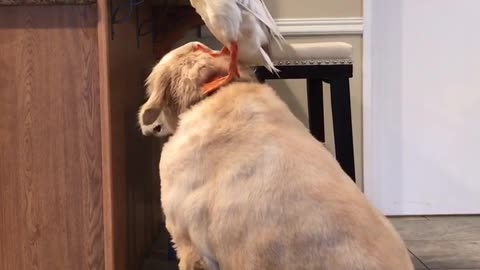 Dog Helps Duck Reach New Heights