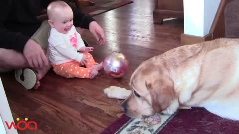 Baby laughing at the Labrador Dog because they are the best friends