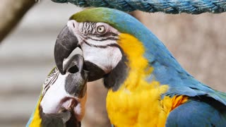 Love parrots