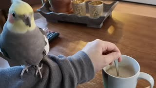 Bird Helps to Stir Morning Coffee