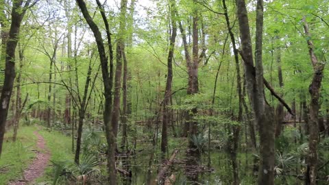 Francis Marion National Forest #travel #digitalnomad