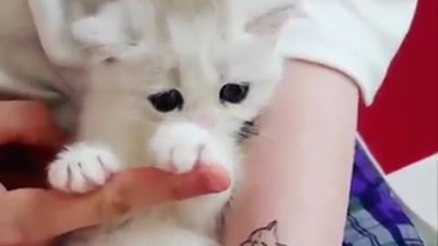 So cute beautiful cat baby