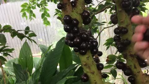 Rare Brazilian Fruit Jabuticaba 🍒