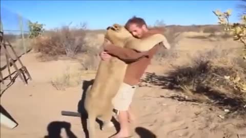 Can you believe the friendship between a man and a forest lion?