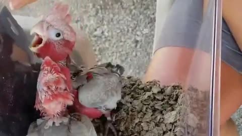 Baby Rose-breasted or Galah cockatoos squawking