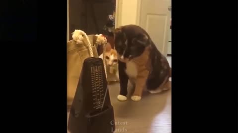 Innocent cat, full mind blowing reaction given by animals