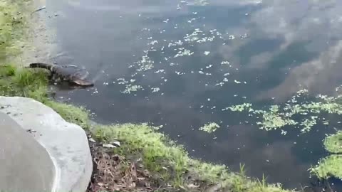 Baby alligators establishing dominance