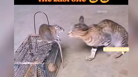 Cats scared of rat Part - 2 🤣