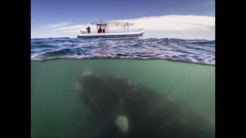 scary underwater images - thalassophobia