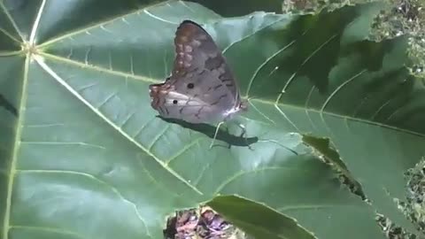 Linda borboleta na folha da mamona, as asas tem vários detalhes [Nature & Animals]