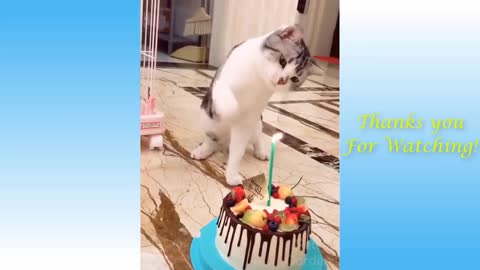 FUNNY AND CUTE CATS LIFE