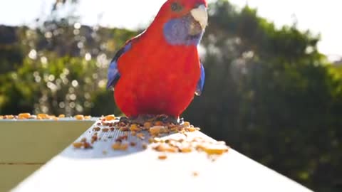 A parrot eating with its foot🤔🤔