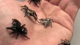 Spiders by the Handful