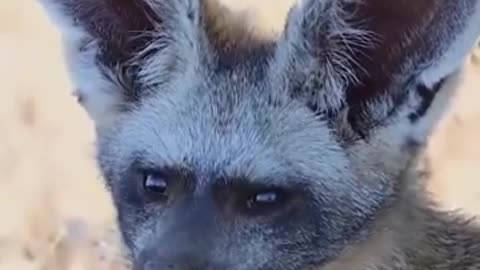 The bat-eared fox (Otocyon megalotis) is a species of fox found on the African savannah