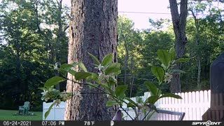 Humming Bird Loves Lemon Tree