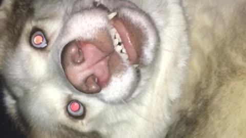 White husky grinning and nodding head at camera