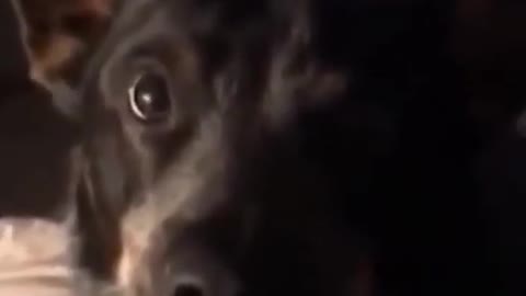 Funny Confused Dog