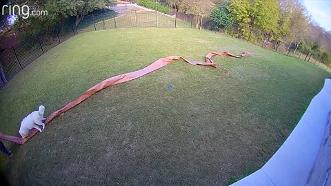 "Baxter No!" Dog Thinks Paper Meant For BBQing Is a Toy