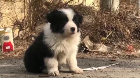 A dog always white and black