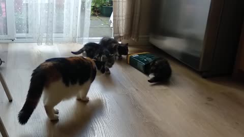 Hungry kittens