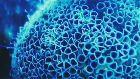 Flower Urchin 🌊 One Of The Most Dangerous Ocean Creatures In The World #shorts #flowerurchin #ocean
