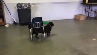 Cute Dog Is Smarter Than You Think