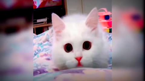 Baby cute cat and funny cat video#justcool