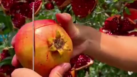 Pomegranates cutting tips! #fruitgarden #harvesting