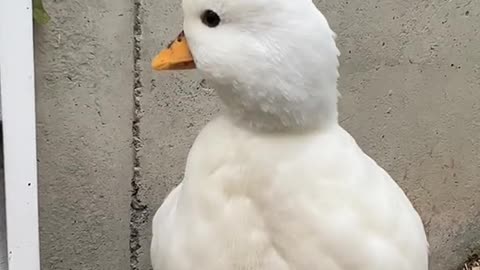 Which duck sound is your favorite? Personally I love the soft raspy squacks🥰