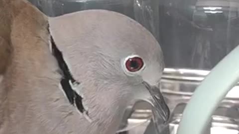 Amazing bird 🦢 trending video