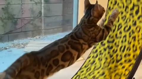 Beautiful Bengal cat in motion