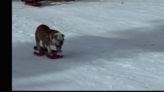 Bulldog Shreds the Gnar