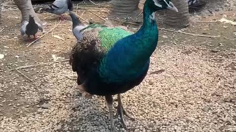 My husband likes this peacock